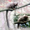 long-tailed-monkey