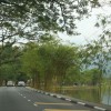 malaysia-taiping-garden-trees