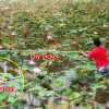 malaysia-taiping-lily-picker