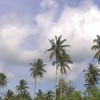 malaysia_coconut_trees