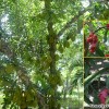 mekong_delta_vietnam_18