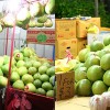 mid-autumn-festival-pomelo