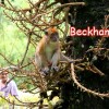 monkey