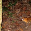 mouse-deer-picture