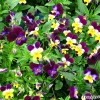 nami_island_sangoo_herb_land_3
