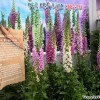 nami_island_sangoo_herb_land_7