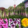 nami_island_sangoo_herb_land_8