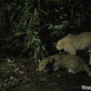 night-leopard