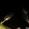 night-safari-alligator