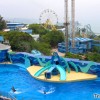 ocean_park_dolphin_show