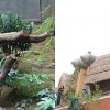 ocean_park_panda