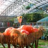 oct_east_pumpkin_garden