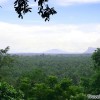 palm-oil-plantation