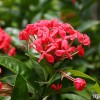 penang-botanical-garden-flower