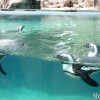 penguin-habitat-zoo