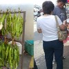 petai-twisted-cluster-bean