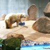 polar-bear-habitat
