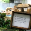 polar-bear-singapore-zoo