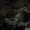 porcupine-image
