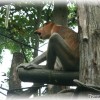 proboscis-monkey