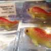 prosperity-koi-jelly