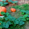 pumpkins