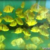 qianhu-aquarium