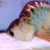 qianhu-arowana