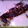 rainbow-crab