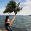 sea-coconut-tree