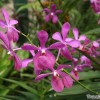 singapore-orchid