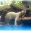 singapore-polar-bear
