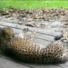 singapore-zoo-cheetah