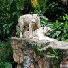 singapore-zoo-white-tiger