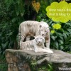 singapore-zoological-white-tiger