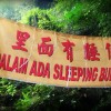 sleeping-buddha-banner