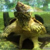 snapping-turtle