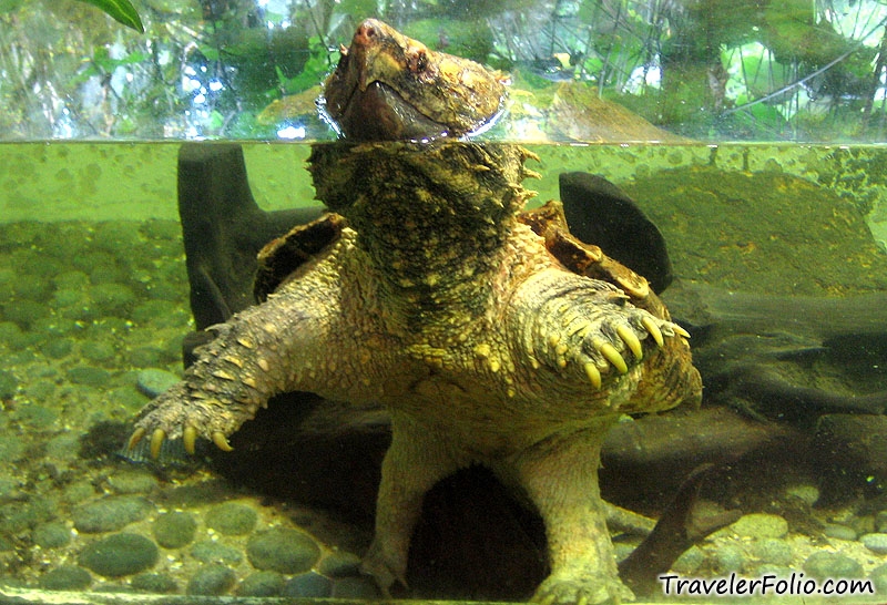 snapping-turtle.jpg