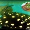 spotted-ray-fish