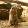squirrel-image
