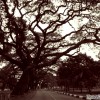 taiping-lake-gardens-trees