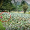 taiping-lily-garden-malaysia