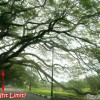 taiping-trees-malaysia-arrow-small