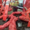 taiwan-liquorice
