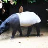 tapir