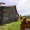 teddy_bear