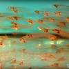 transparent-aquarium-fish
