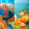 tropical-goldfish