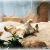 tropical-polar-bear