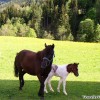 untertal_24